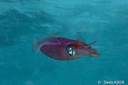 Sepioteuthis-sepioidea calamar recifale des caraibes-Bonaire Nearest point-5m-20180221-Denis-ADER-DSC_7346_tn